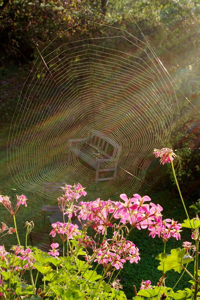 spinnenweb tussen geraniums ©2011 buscalisa