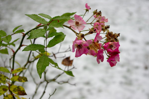 geknakt in de eerste sneeuw ©2011 buscalisa