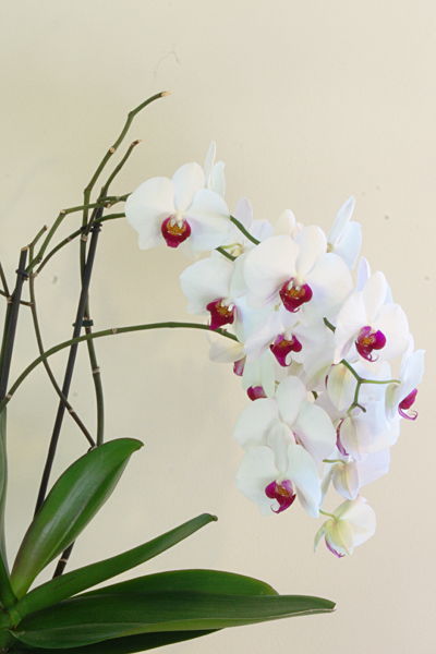 orchidee(© 2012, buscalisa)